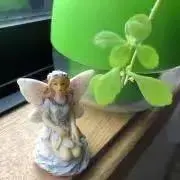 violetの画像