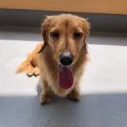 わん犬の画像