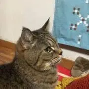 dsの画像
