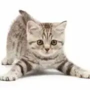 あすかの画像