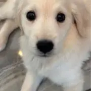 ぬーの画像