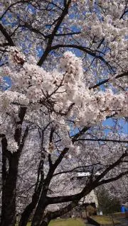 じゅでぃの画像