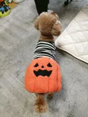 バンビーノの画像
