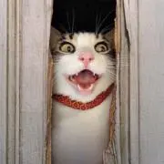 ばくろーの画像