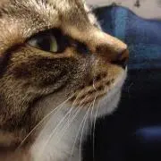 スズヨ