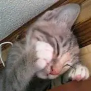 こなつ