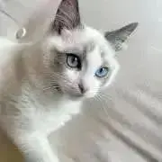 新品】ローチェ 上下セットアップ Mサイズ ネイビー 花柄 テニスウェア