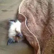 naaの画像