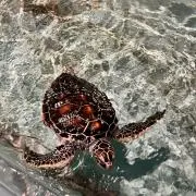 seaの画像