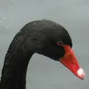 Image of はまちだ/発送は土日祝日に行います。