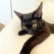 Mocha
