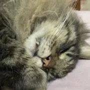 ね子の画像