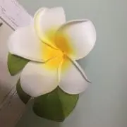 Plumeria