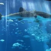 ★Sea★プロフお読み下さい(*-ω人)の画像