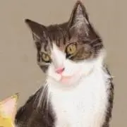 めんめんの画像