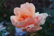 maronの画像