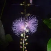 こむぎの画像