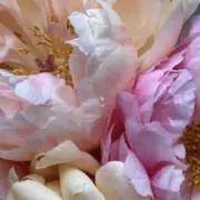 いっとにっとの画像