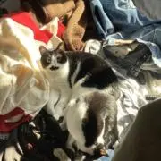 はえぎわの画像