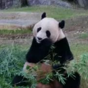 ゆかぃの画像