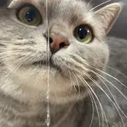 もこにゃん