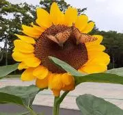 ひまわりの画像