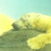 Chabodayo【プロフィール必読】の画像
