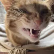 tspの画像