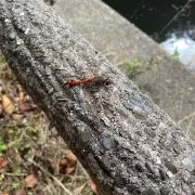 ちょこ【プロフ要確認】