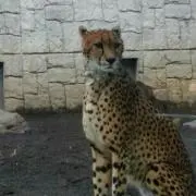 アス♠