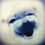 ごまの画像