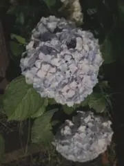 Mugiの画像