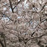 桜さくの画像