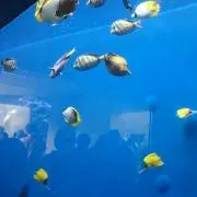 宜しくお願いします。