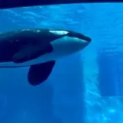 ステラ