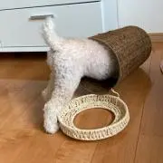 Яyuchellの画像