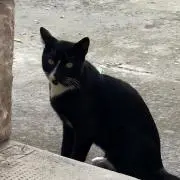kawaiidobutsu