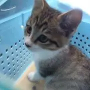 にっしーの画像