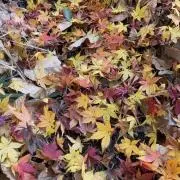 Yukiの画像
