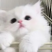 杏の画像