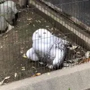 Silver backの画像