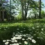 ハミングバードの画像