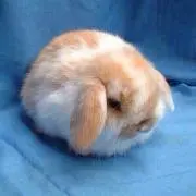 ★ぴかるるの画像