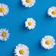 はなの画像