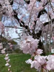 のすすの画像