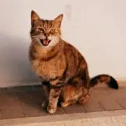 きりのたにの画像