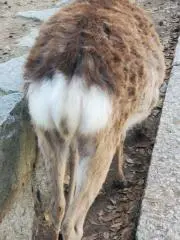 シロクマ