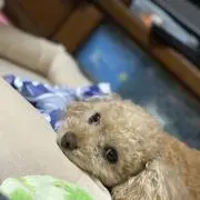 まこ