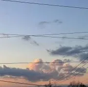 ぴぴの画像