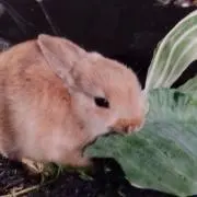 レトロンの画像